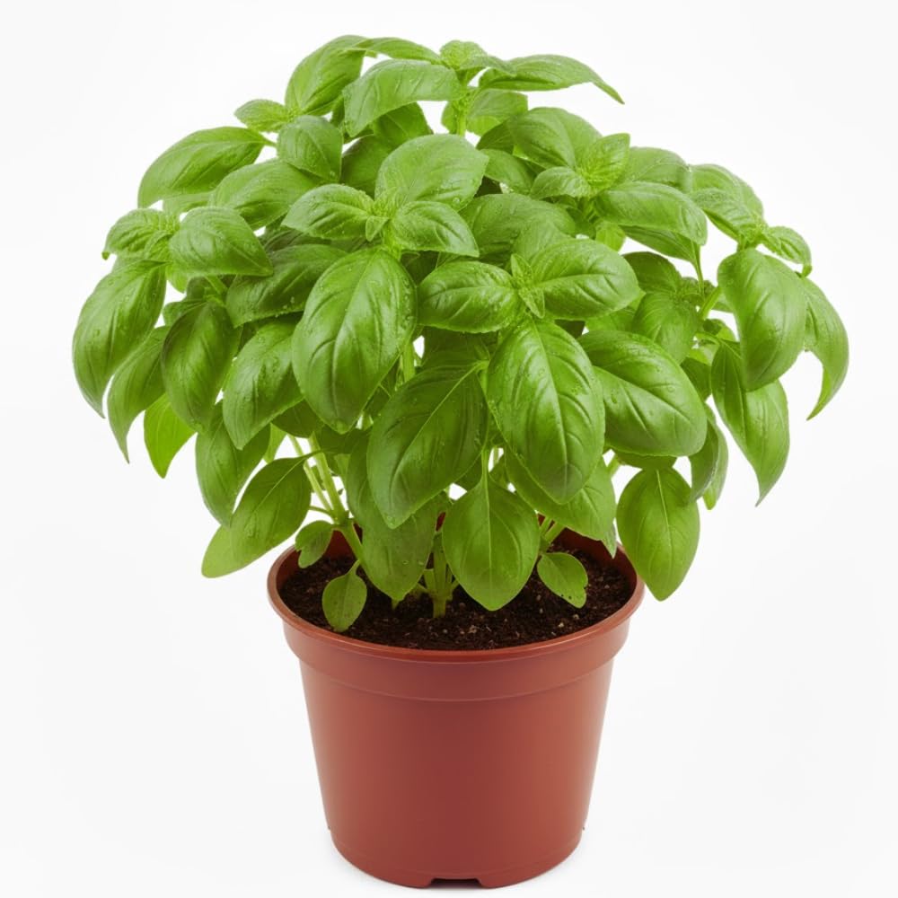 Amazon.com : 4 Sweet Basil Plants Live, Basil Live Plant, 3 to 5